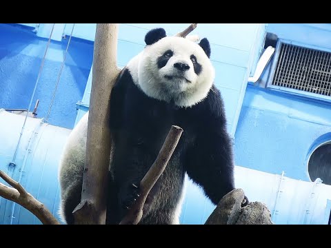 圓仔的每個動作都表情都可以當電腦桌布或做成桌曆結緣20241126