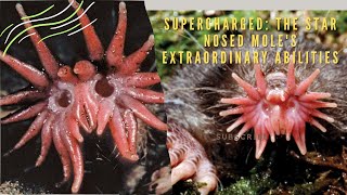 The Star-Nosed Moles Extraordinary Superpowers
