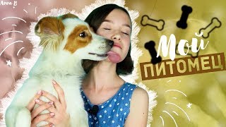 Как я уговорила завести СОБАКУ ?! Мой пес Джек Как я уговорила завести СОБАКУ ?! Мой пес Джек