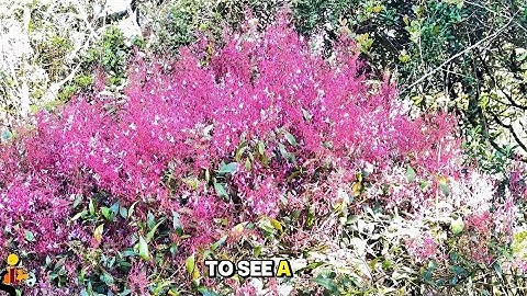You can see this Flower Only One Time you’re life time 🌺 Nelu Flower | Horton Plains 🍃