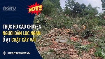Thực hư câu chuyện người dân Lục Ngạn ồ ạt chặt cây vải