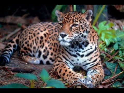 Brasil Selvagem: A Toca da Onça Pintada (Dublado) Documentário NatGeo