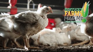 Kentucky Farms Feed Me - Visit a Chicken Farm