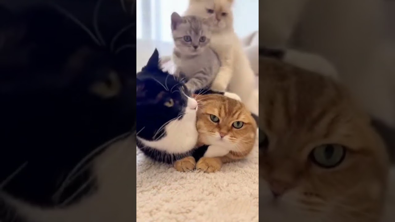 Cat Stack Collapse: Watch the Hilarious Moment Cats Topple Over