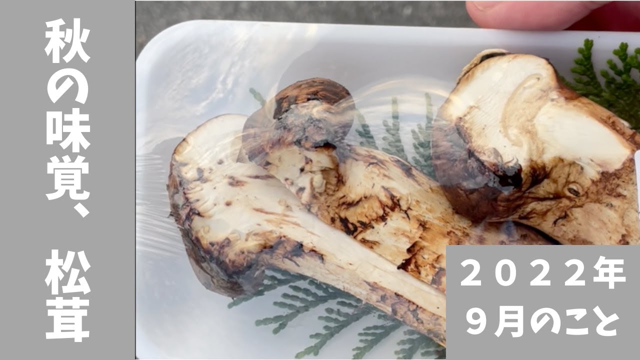 岩手でくらす 2022年9月のこと 秋の味覚、松茸を求めて。｜岩手で 