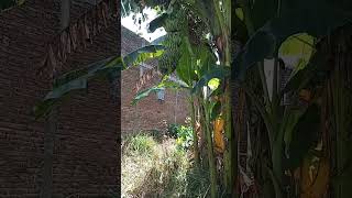 Pohon pisang kepok tandan besar mau ditebang# buah#pisang#fyp