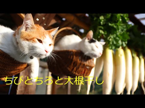 ちびとちろと大根干し 211109