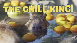 Fun Facts About Capybara The Chill King