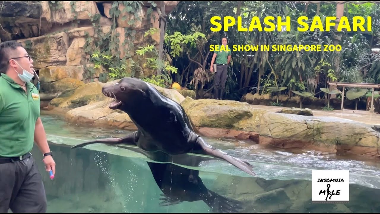 Splash Safari - Seal Show in Singapore
