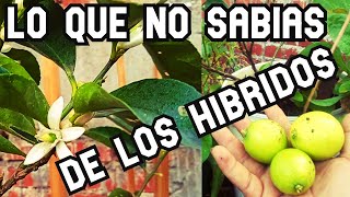 POLEMICO  CITRICO  HIBRIDO , lo que nadie TE CUENTA acerca de este MARAVILLOSO LIMON  , revelado