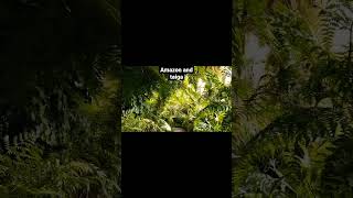 Amazon and taiga forest ##viral Short #foryou Amazon and taiga forest ##viral Short #foryou