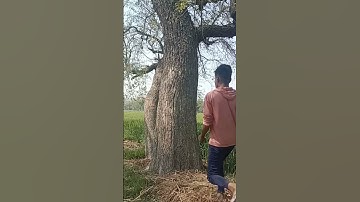 March 03, 2023 Tree Vfx funny magic video #youtube #magic #short