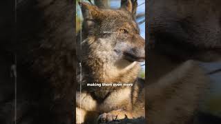 Unveiling the Enigmatic World of Wolves