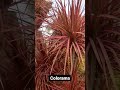 colorama || colourful plant #colorama #beautiful #trending #shorts #nursery #plants #indoor #status