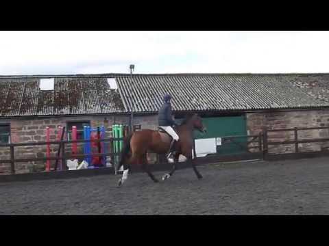 Cantering Harry at Holme Lacy College