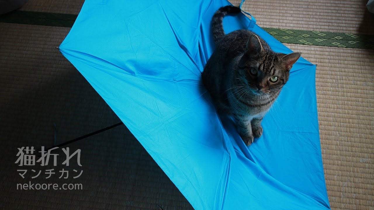 munchkin cat breeders near me 力丸が折った青い折りたたみ傘と力丸が壊したイヤホンとマンチカン力丸