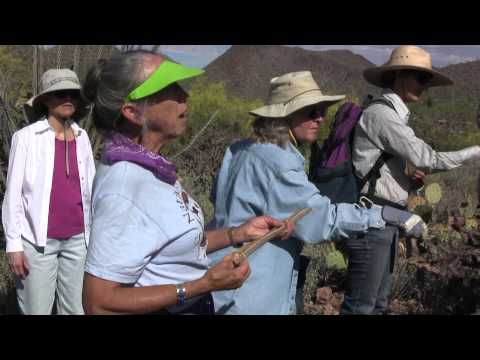 Cuisine of the Desert: Foraging for Cholla Buds