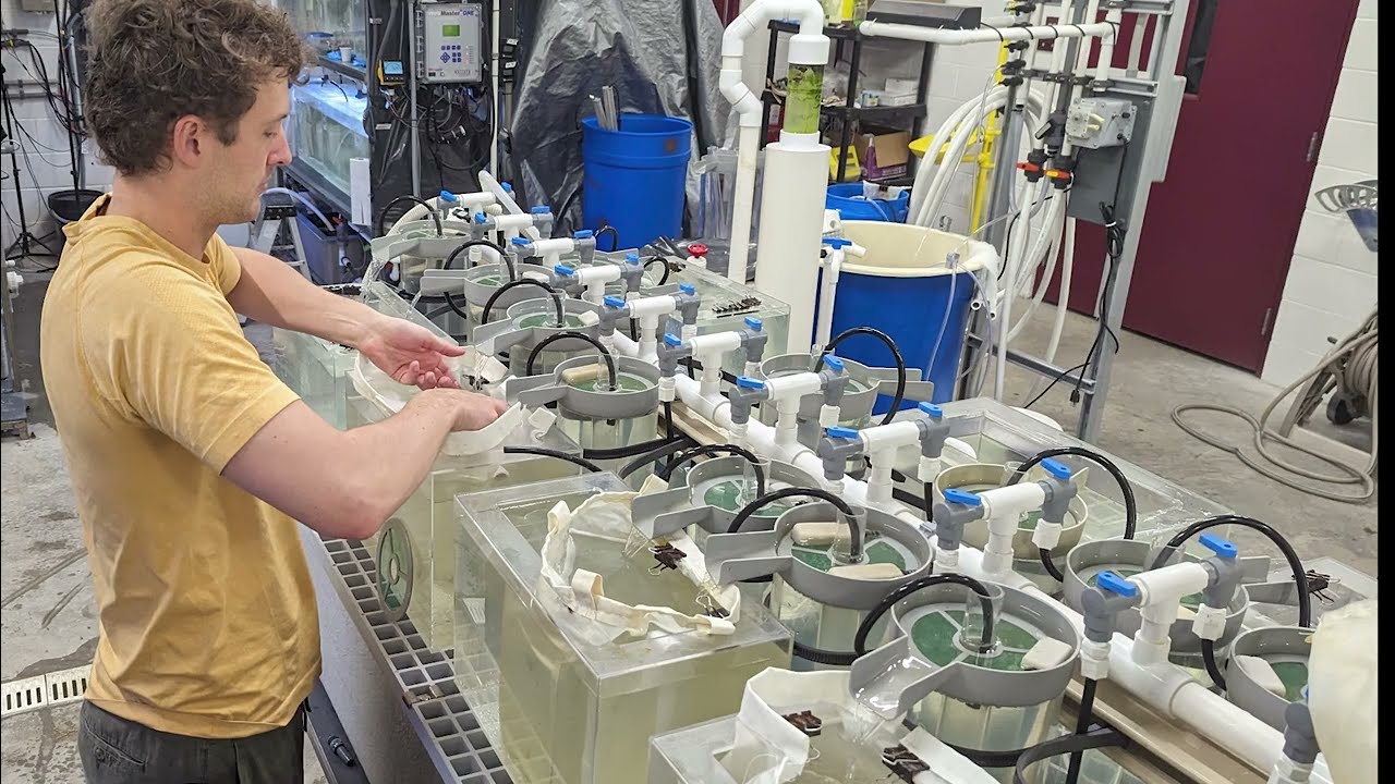 Видеоинструкция по выращиванию личинок желтого окуня — Модуль 2: Подготовка к выведению икры: Нас...