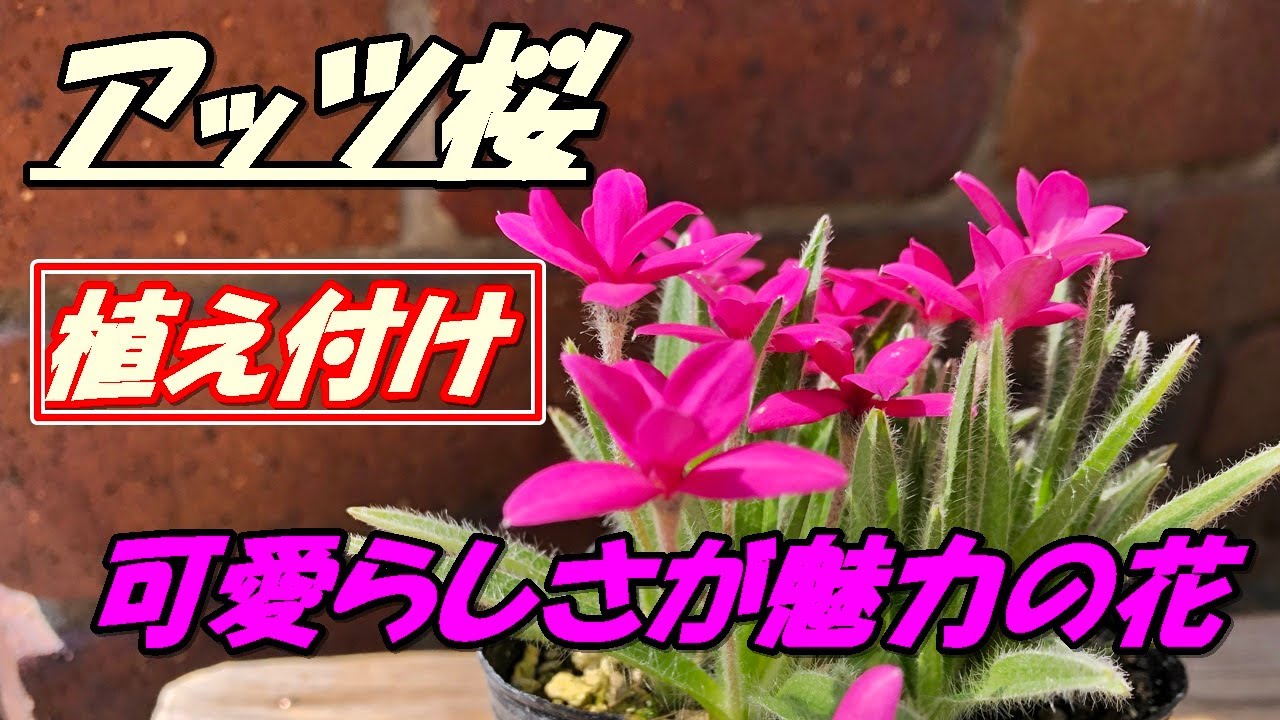 花 アッツ桜の育て方 植え付け Youtube