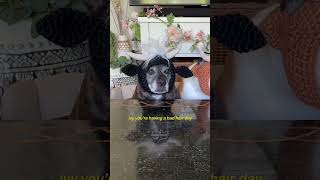 My senior dogs react to a grass whistle #doglover #crochet #reactionvideo