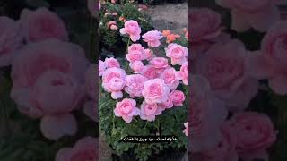 ستوريات انستا بدون حقوق ( ستوري تصوير ورد) 🌸🍃