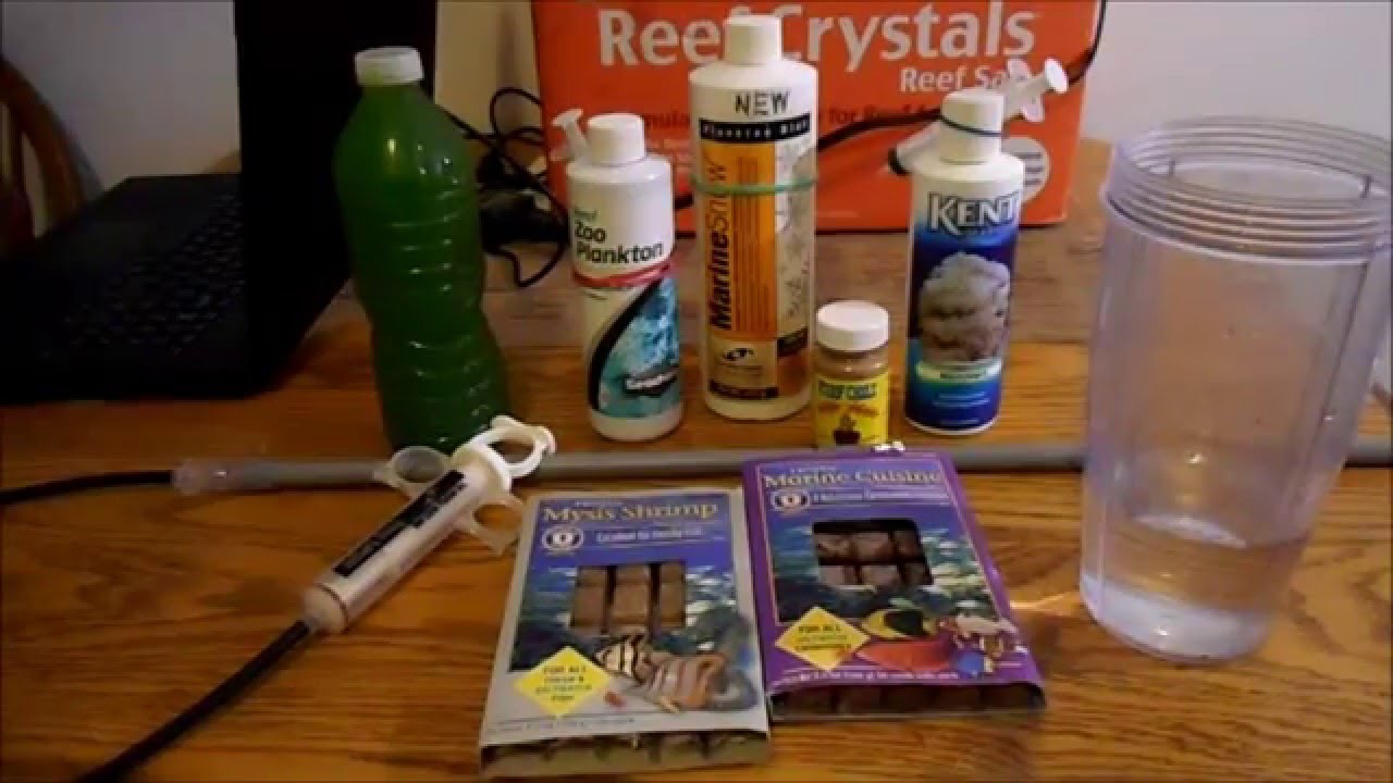 Target Feeding Coral Beginner Guide To Saltwater Aquariums YouTube