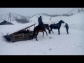 обучение лошади (Алтай)training horse (Altai)