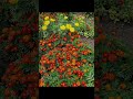 Сад в августе #flovers #garden #цветы #дача #погода
