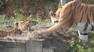 Tiger cubs and dad at Whipsnade Zoo