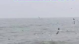 每日一歌#依香《我把思念告诉了风》嗓音细腻情感饱满抒情伤感