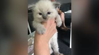 Blue point ragdoll kitten (birth5 months)