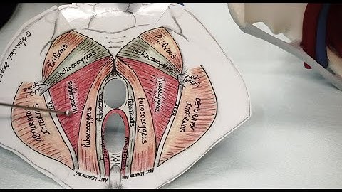 Trigger Point Injections for Chronic Pelvic Pain