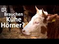 Kühe mit Hörnern in der Landwirtschaft: Im Laufstall und mit Melkroboter | Unser Land | BR