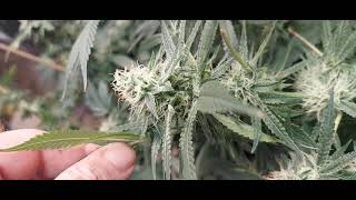 Grower Deacon Dave indoor cannabis grow 100 gallon fabric pot update