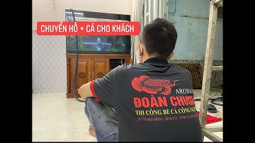 Chuyển hồ và cá rồng huyết long cho khách hàng I Hồ cá Đoàn Chương