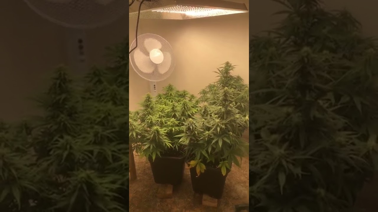 First grow, 2 sour diesel autos and 2 super silver haze autos, on day 46