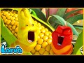 Larva season 1 episode 584700  hilarious cartoon  memes  larva terbaru 2024