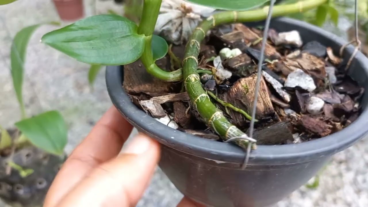 NÃO FAÇA ISSO COM SUA ORQUÍDEA 🌺
