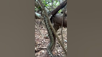 Mesmerizing Movement of a Carpet Python #snakevideo #naturelovers #wildlifeentertainment