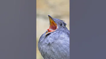 طير صوته يشبه صوت الإسعاف اكسبلور Explore Trending قرآن Food Tiktok ترند Sound Amazing Travel Shorts 