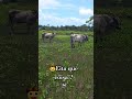 vejam só que lindos. 🐄🤠