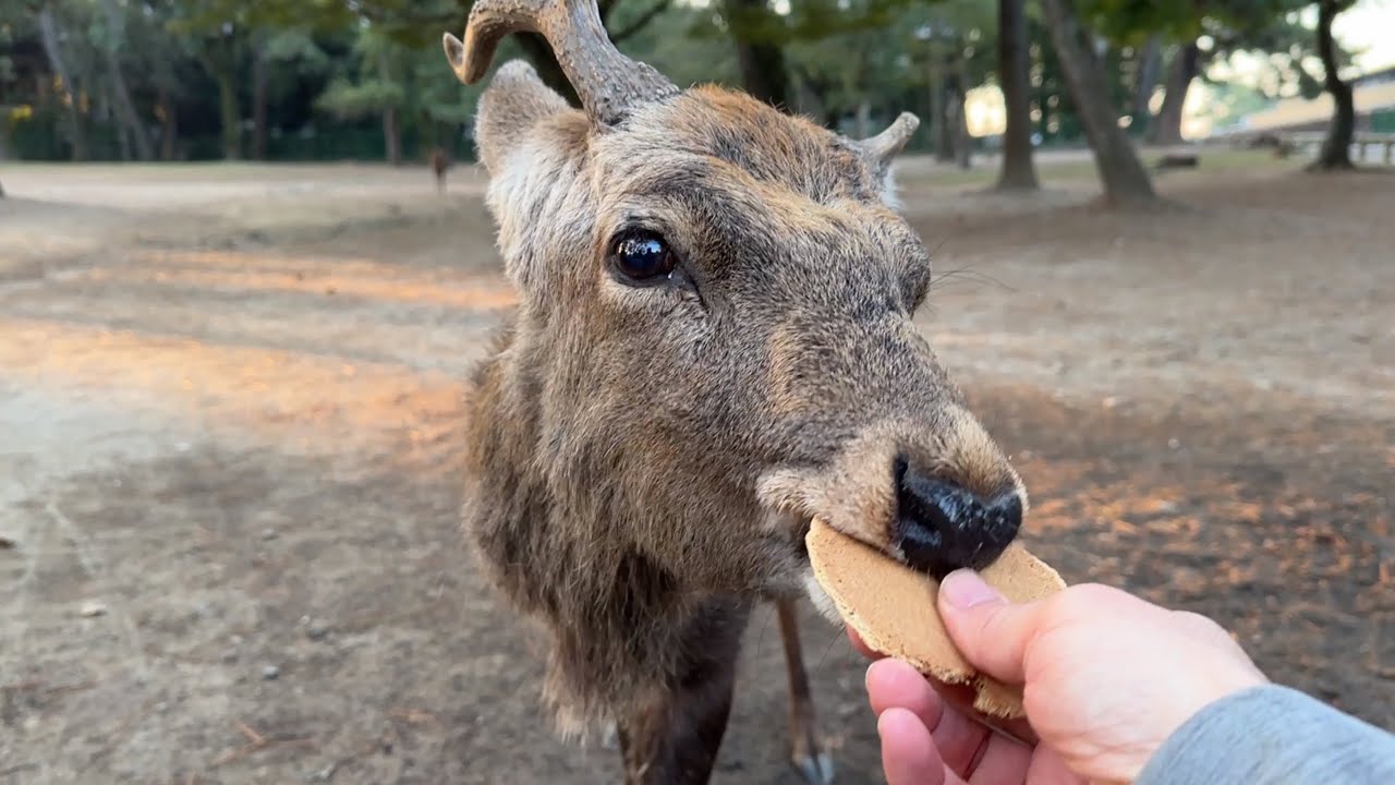 Deer Mating Season Is Still On In Nara Park Please Keep Some Distance deer-mating-season-is-still-on-in-nara-park-please-keep-some-distance