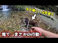 【甲斐犬の神秘】なんでこうなるのか、不思議です【甲斐犬と山登り：今熊山編　最終話】