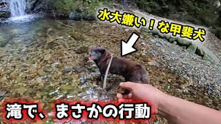 【甲斐犬の神秘】なんでこうなるのか、不思議です【甲斐犬と山登り：今熊山編　最終話】