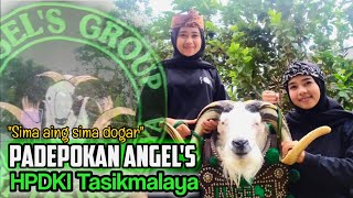Jagoan Tasik Di Arena Tangkas Domba Garut padepokan Angels  Bidara Farm 