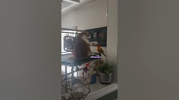 She let the intrusive thoughts win!! #shorts #cat #birds #friends #unlikelyfriends