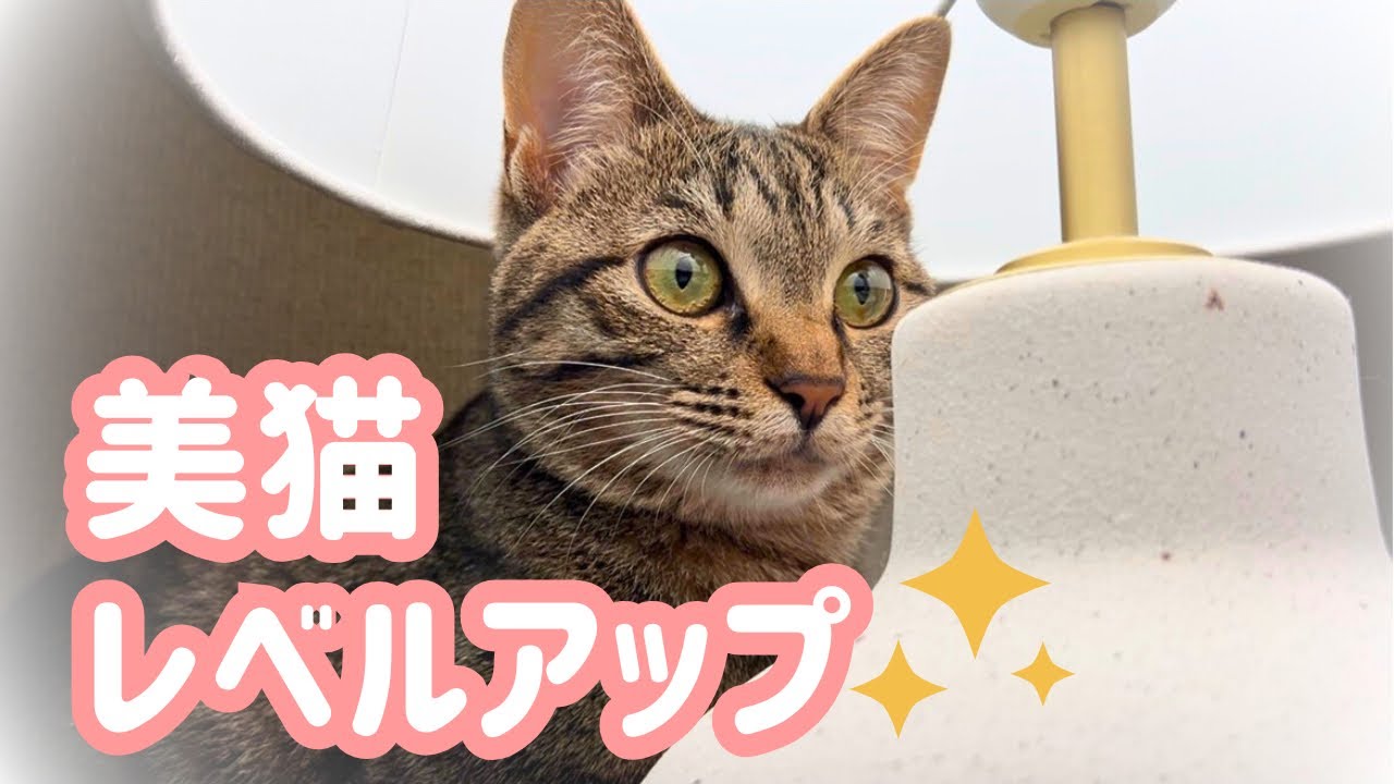 我が家の美しすぎるキジトラ猫にピッタリな場所がありました