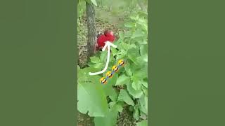 jangal me mangal new viral video