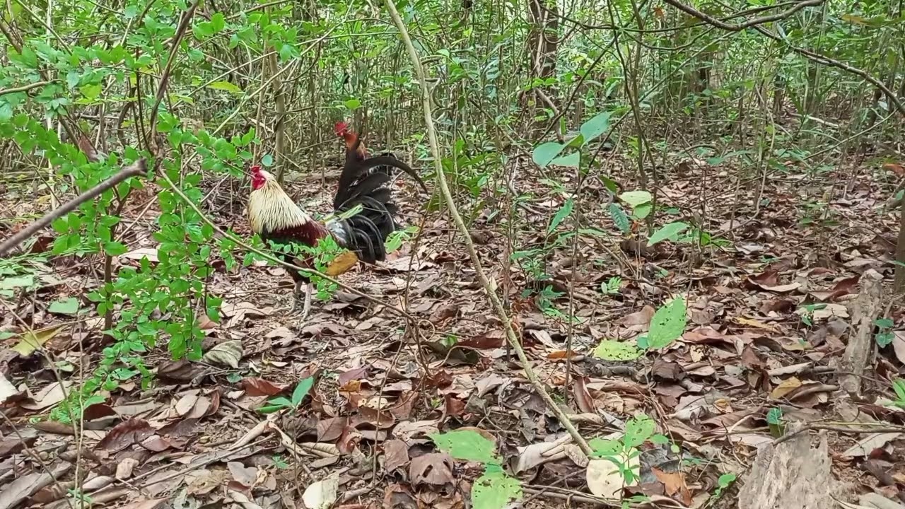 BATANG LABUYO ANG ANGAS, LATE UPLOAD MARCH 28, 2025