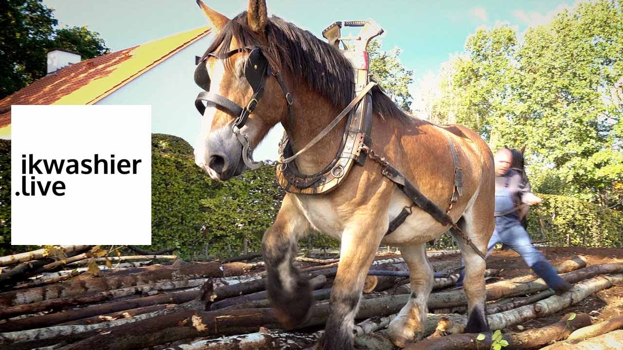 Trekpaarden slepen bos leeg tijdens Dag van het Trekpaard - XL-versie - ikwashier.live Molenstede